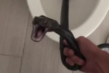 トイレの中に黒いガラガラヘビ、駆除業者が素手でつかむ【動画】