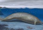 新種のクジラの化石、世界で最も体重の重い動物である可能性