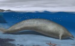 新種のクジラの化石、世界で最も体重の重い動物である可能性