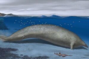 新種のクジラの化石、世界で最も体重の重い動物である可能性