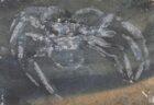 ドイツで発見された3億年前のクモの化石、足に毛まで残っていた！