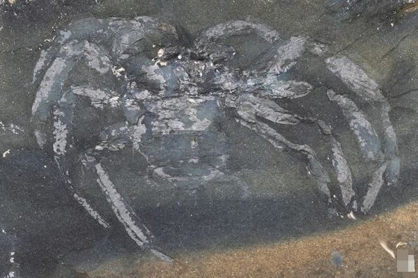 ドイツで発見された3億年前のクモの化石、足に毛まで残っていた！