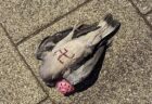 ナチスの「鉤十字」が刻まれたハトを発見、2人の容疑者を逮捕
