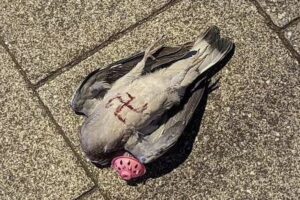 ナチスの「鉤十字」が刻まれたハトを発見、2人の容疑者を逮捕