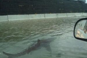 米上院議員が「高速道路にいるサメ」のフェイク画像に騙され、引用してしまう