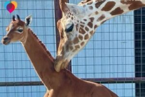 米動物園に、非常に珍しい「模様のない」キリンの赤ちゃんが誕生