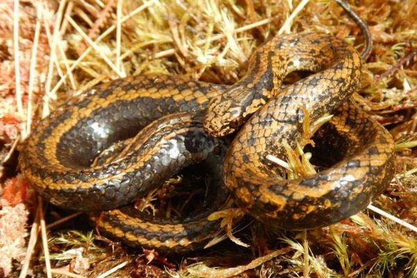 ペルーで発見された新種のヘビ、ハリソン・フォードに因み命名される