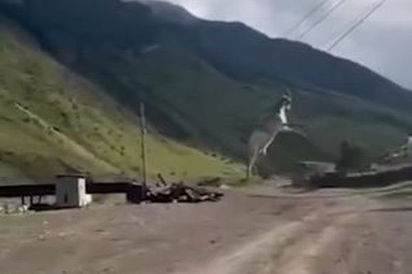 ロシアで電線に引っかかったヤギを発見、ぶらぶら揺れていた！【動画】