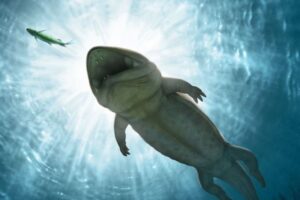 約2億4700万年前に生息していた両生類の新種、オーストラリアで確認