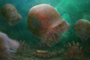 約5億年前の最古のクラゲの化石、カナダで発見