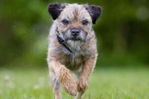 小型犬が逃走し、1日で160キロに及ぶ壮大な旅をする【スイス】