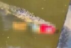 コスタリカのアマチュア・サッカー選手、川でワニに襲われて死亡