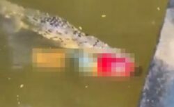 コスタリカのアマチュア・サッカー選手、川でワニに襲われて死亡