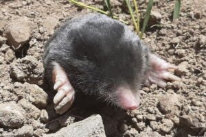 トルコで300万年もひそかに暮らしてきた、2種類のモグラの新種を発見