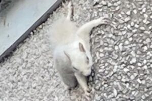 レアな白いリスを目撃、家の壁に長時間とどまり続ける【イギリス】