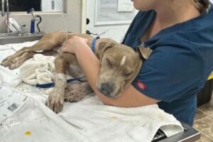 マウイ島の山火事で、3000匹のペットが行方不明になっている可能性