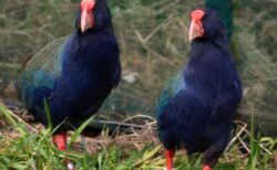 絶滅から守るため、稀少な飛べない鳥が保護区へ放たれる【ニュージーランド】