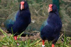 絶滅から守るため、稀少な飛べない鳥が保護区へ放たれる【ニュージーランド】
