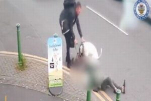 凶暴な犬が突然、ラブラドゥードルを襲撃、英警察が動画を公開