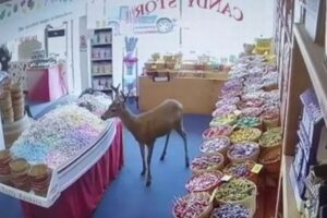 シカもキャンディがお好き？興味深そうにカラフルな店内に姿を現す【動画】