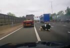 高速道路に突然、牛が出現！トラックから落下し負傷【動画】