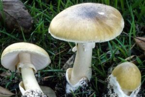 キノコで客を毒殺？食事をした5人のうち3人が死亡、1人が重体【オーストラリア】