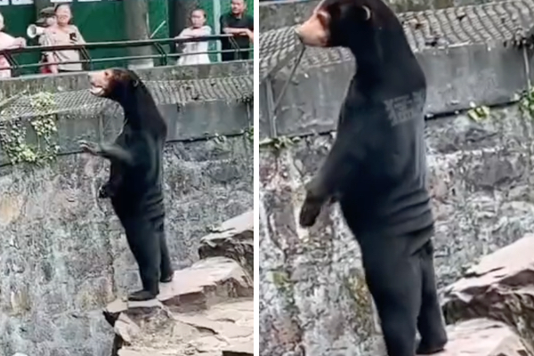「あの熊には人が入っている」と噂が立った中国の動物園が、断固否定