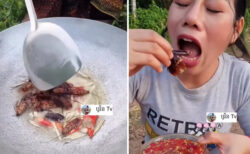 フライド·ゴキブリをトマトソースで食べる動画に、ネットユーザー怖じけづく