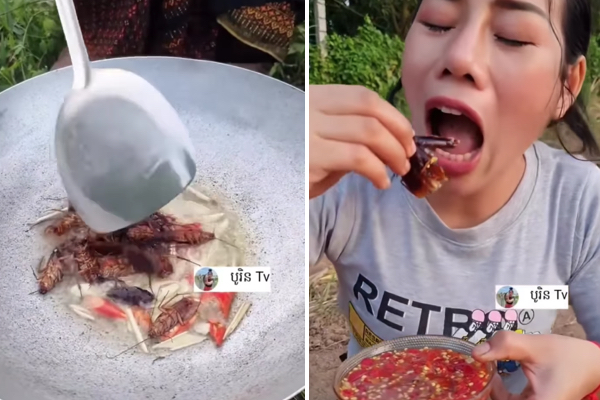 フライド·ゴキブリをトマトソースで食べる動画に、ネットユーザー怖じけづく
