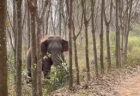 中国の森で野生のゾウが、麻薬入りのバッグを見つける