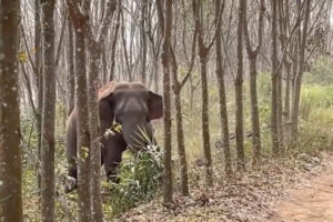 中国の森で野生のゾウが、麻薬入りのバッグを見つける
