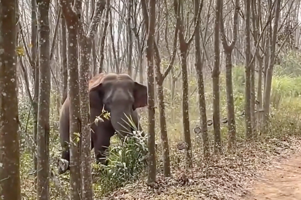 中国の森で野生のゾウが、麻薬入りのバッグを見つける