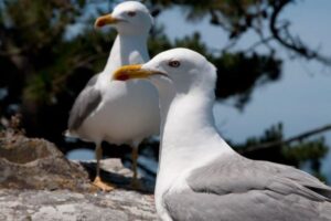 女性がカモメに襲われ、頭から流血する事態に【イギリス】