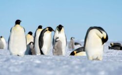 南極に生息する皇帝ペンギンのヒナ、数千羽が死亡か？海氷の減少が原因