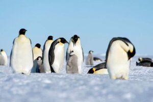 南極に生息する皇帝ペンギンのヒナ、数千羽が死亡か？海氷の減少が原因