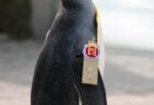 【朗報】英エディンバラ動物園のペンギン、ノルウェー陸軍近衛部隊の少将に昇進