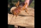 【動画】アリのような頭に奇妙な身体を持つ生物の正体は？