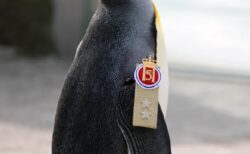 【朗報】英エディンバラ動物園のペンギン、ノルウェー陸軍近衛部隊の少将に昇進