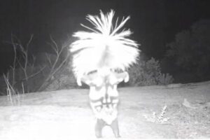 前足で逆立ちしながらダンス？ある動物の奇妙な様子が撮影される