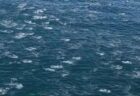 巨大なイルカの群れ「スーパー・ポッド」、一斉に泳ぐ姿が圧巻【動画】