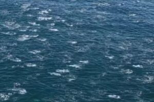 巨大なイルカの群れ「スーパー・ポッド」、一斉に泳ぐ姿が圧巻【動画】