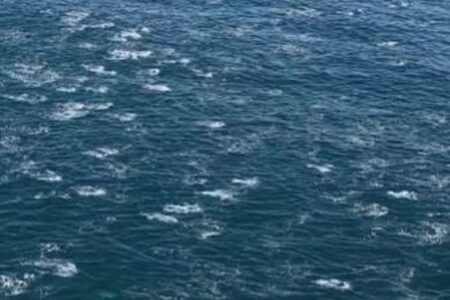 巨大なイルカの群れ「スーパー・ポッド」、一斉に泳ぐ姿が圧巻【動画】
