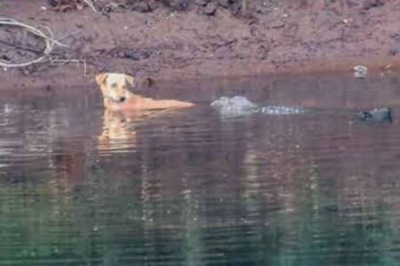 川に入った犬を、ワニが鼻で安全な岸へ押しやる【インド】