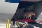 飛行機の貨物室を開けたら、柴犬が姿を現わした！【動画】