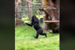 やっぱり雨が嫌いなゴリラたち、慌てて建物の中へ逃げていく姿がユニーク【動画】