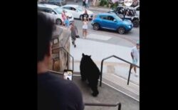 町の中に突然、クマが出現、人々が撮影しようと接近【アメリカ】