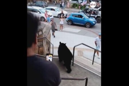 町の中に突然、クマが出現、人々が撮影しようと接近【アメリカ】