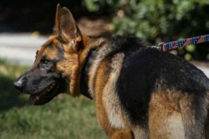 バイデン大統領の愛犬、再びシークレット・サービスを噛む、11回目