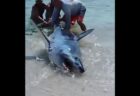 ビーチに打ち上げられた大きなサメ、海水浴客らが海へと返す【動画】