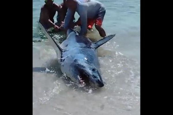 ビーチに打ち上げられた大きなサメ、海水浴客らが海へと返す【動画】